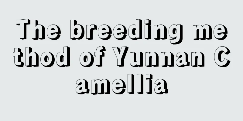 The breeding method of Yunnan Camellia