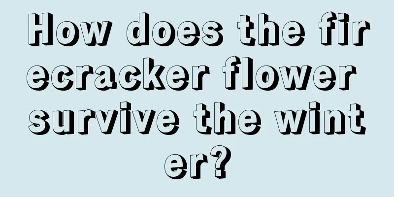 How does the firecracker flower survive the winter?