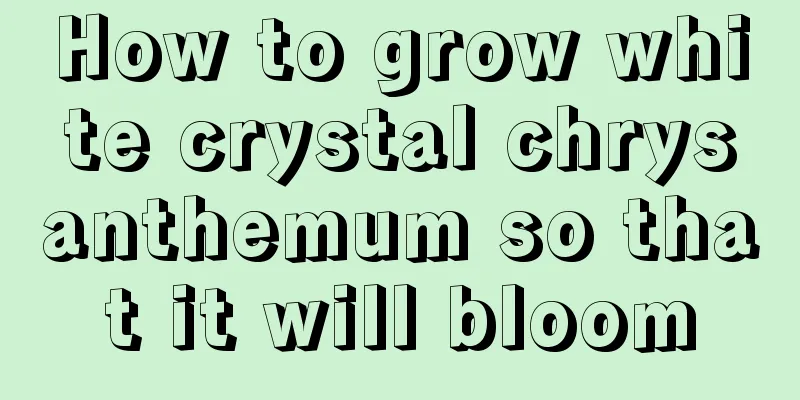 How to grow white crystal chrysanthemum so that it will bloom