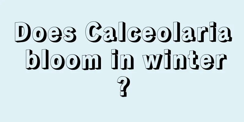 Does Calceolaria bloom in winter?