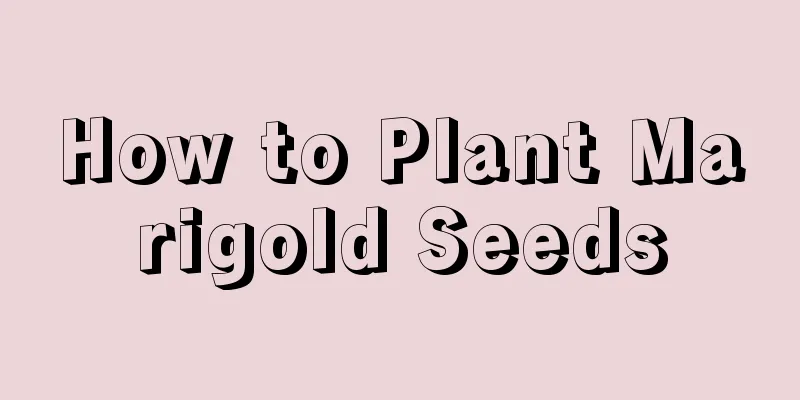 How to Plant Marigold Seeds