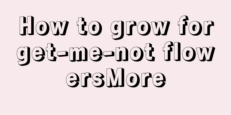 How to grow forget-me-not flowersMore