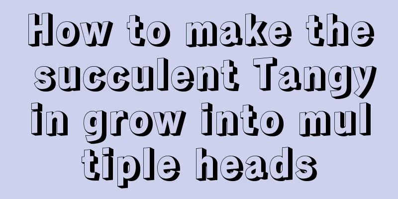 How to make the succulent Tangyin grow into multiple heads