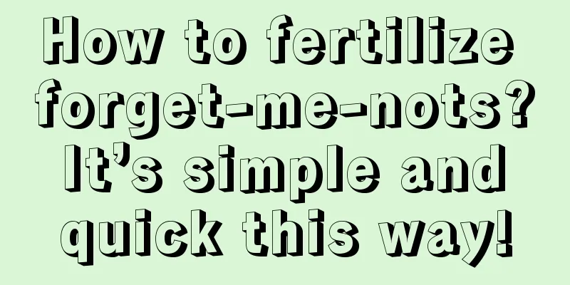 How to fertilize forget-me-nots? It’s simple and quick this way!