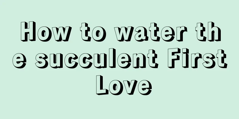 How to water the succulent First Love