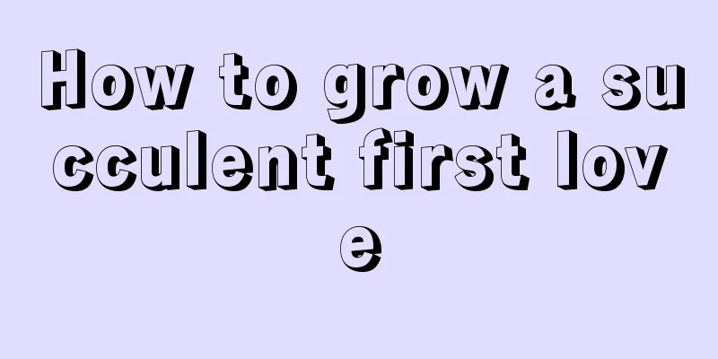 How to grow a succulent first love