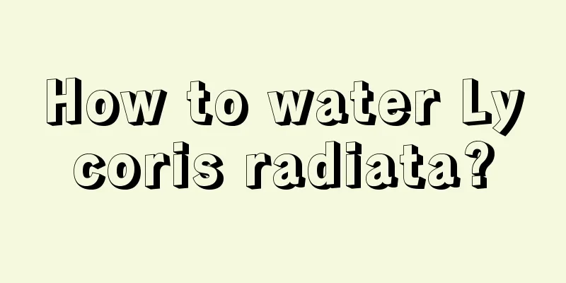 How to water Lycoris radiata?