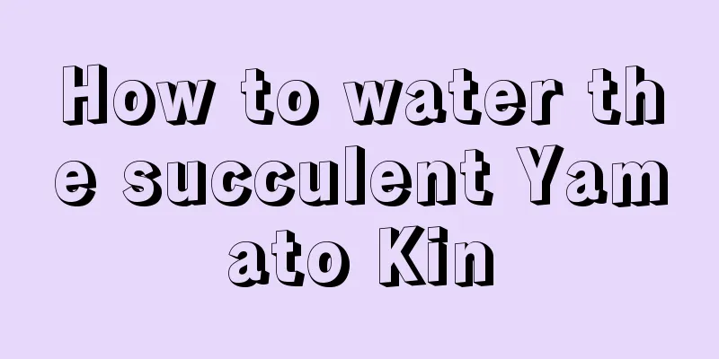 How to water the succulent Yamato Kin