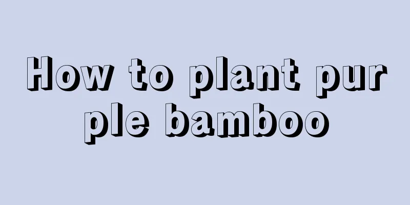 How to plant purple bamboo