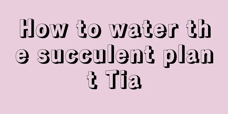 How to water the succulent plant Tia