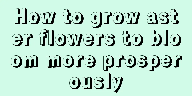 How to grow aster flowers to bloom more prosperously