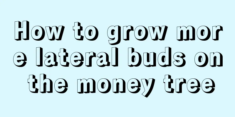 How to grow more lateral buds on the money tree