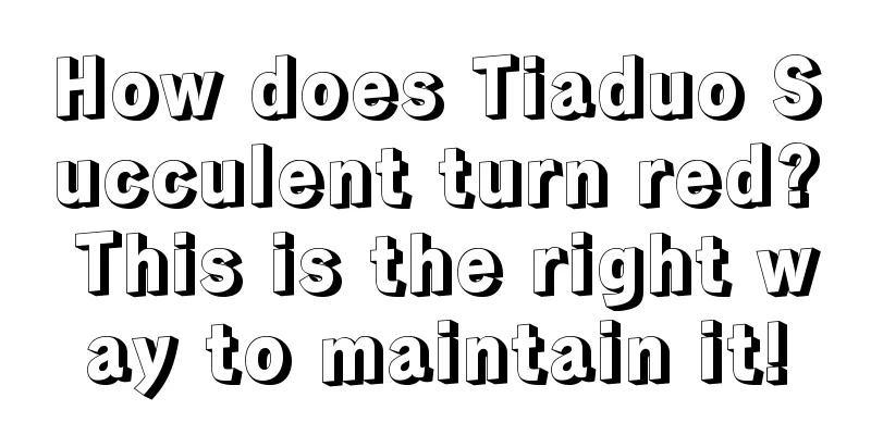 How does Tiaduo Succulent turn red? This is the right way to maintain it!