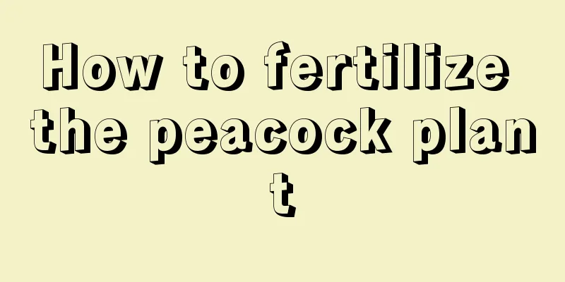 How to fertilize the peacock plant