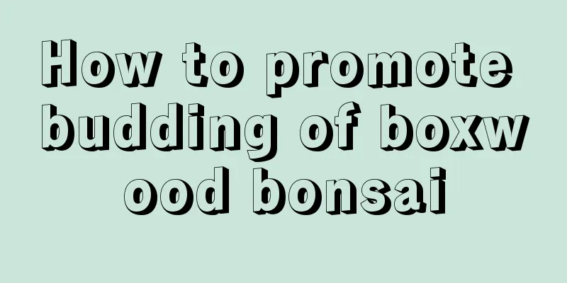 How to promote budding of boxwood bonsai