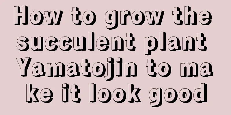 How to grow the succulent plant Yamatojin to make it look good