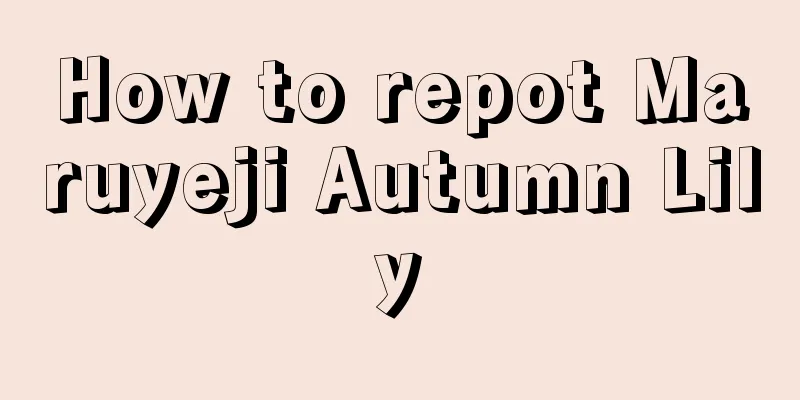 How to repot Maruyeji Autumn Lily