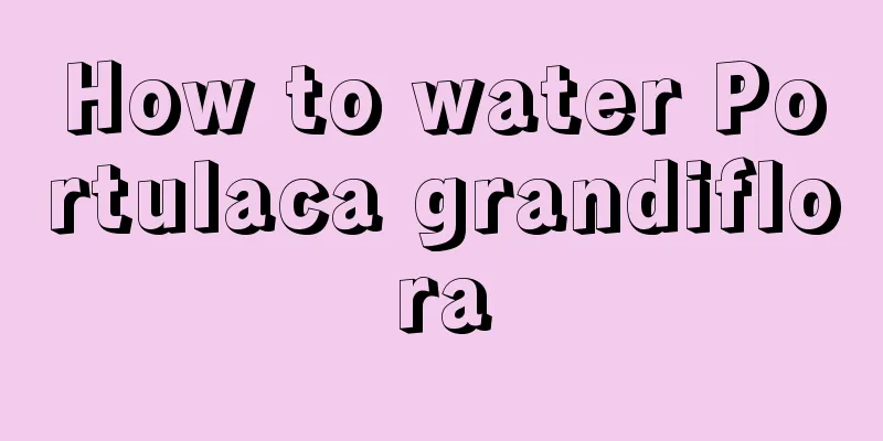 How to water Portulaca grandiflora