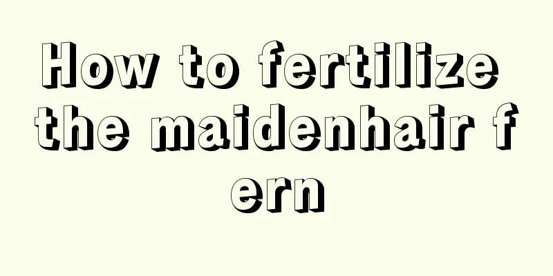 How to fertilize the maidenhair fern