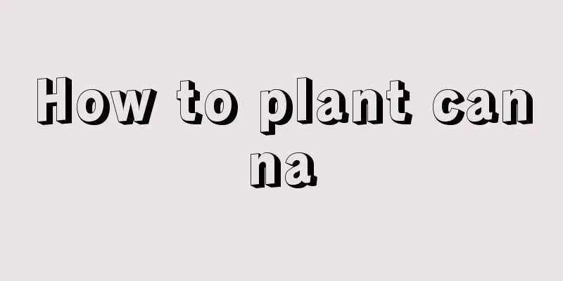 How to plant canna