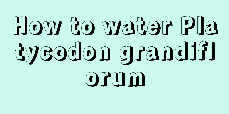 How to water Platycodon grandiflorum