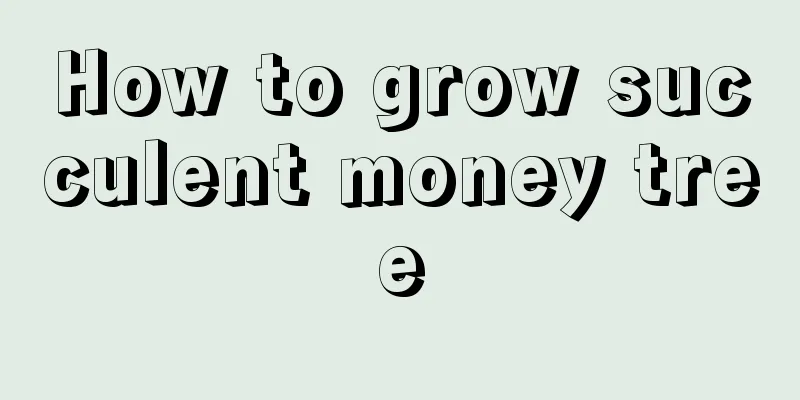 How to grow succulent money tree