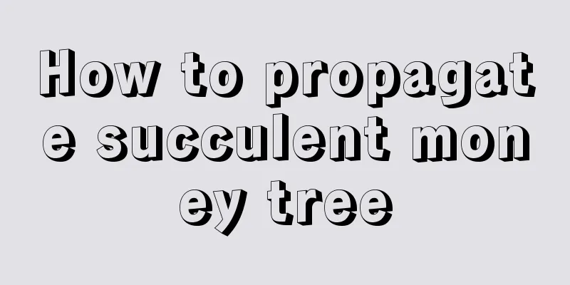 How to propagate succulent money tree