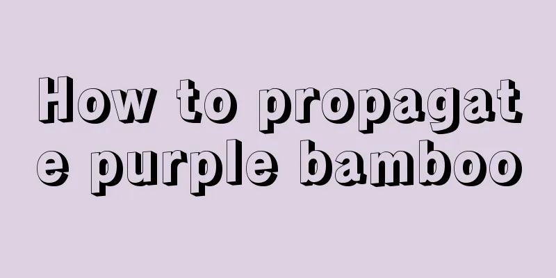 How to propagate purple bamboo