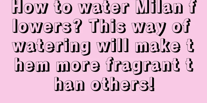 How to water Milan flowers? This way of watering will make them more fragrant than others!