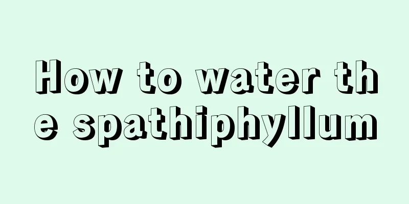 How to water the spathiphyllum