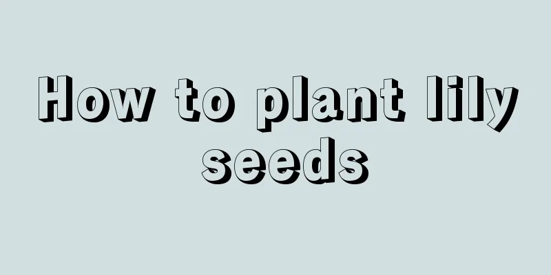 How to plant lily seeds