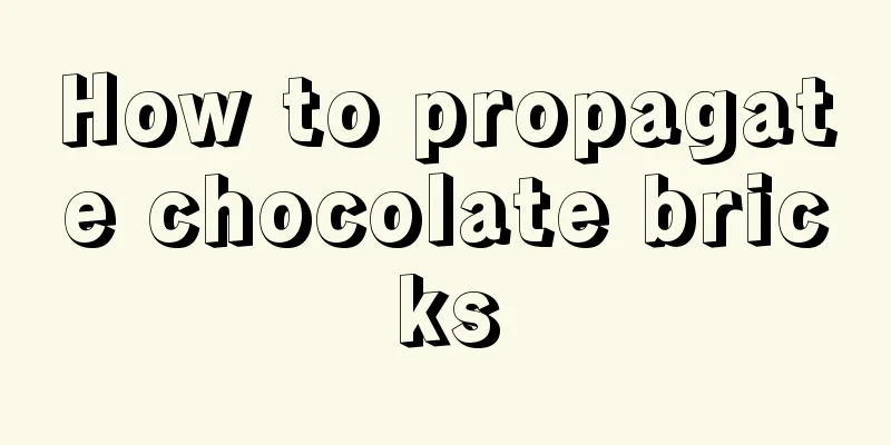 How to propagate chocolate bricks