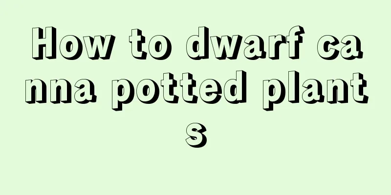 How to dwarf canna potted plants