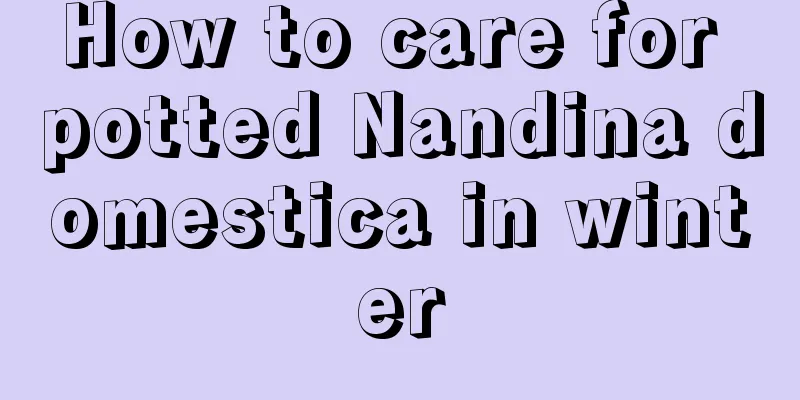 How to care for potted Nandina domestica in winter