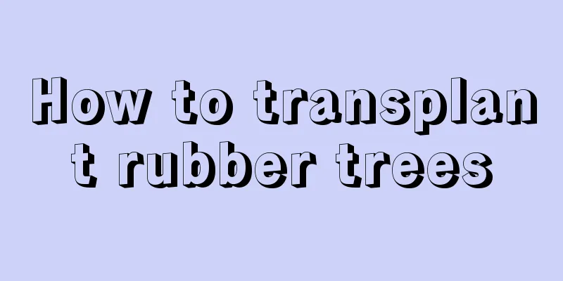 How to transplant rubber trees