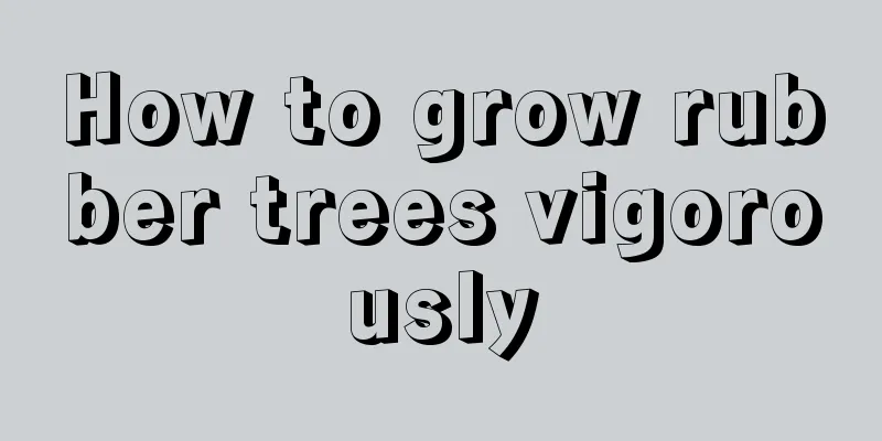 How to grow rubber trees vigorously