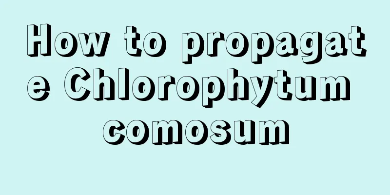 How to propagate Chlorophytum comosum