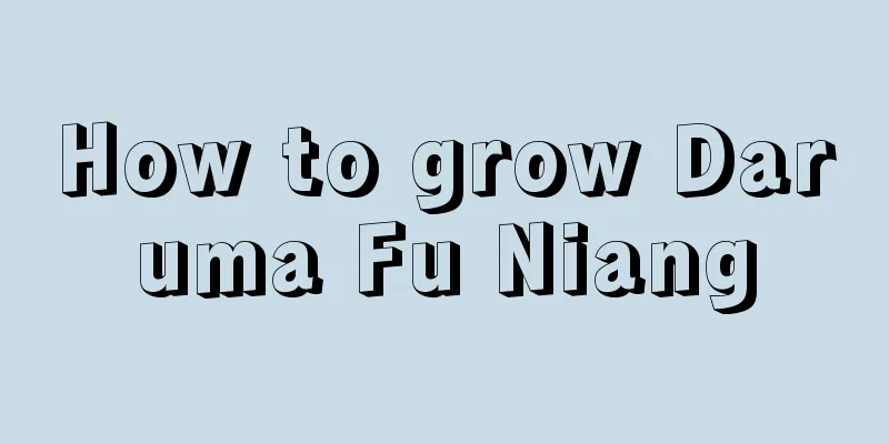 How to grow Daruma Fu Niang