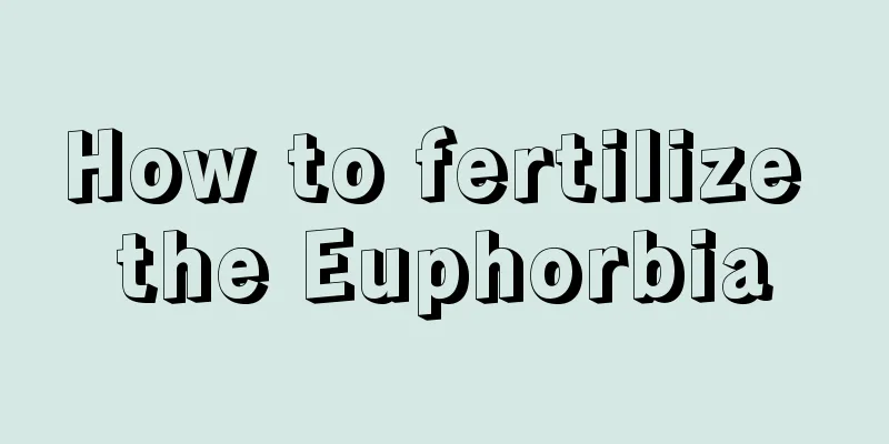 How to fertilize the Euphorbia