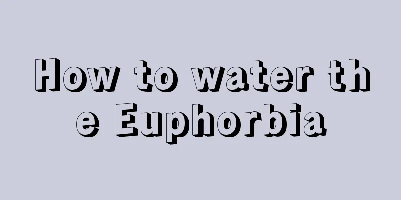 How to water the Euphorbia