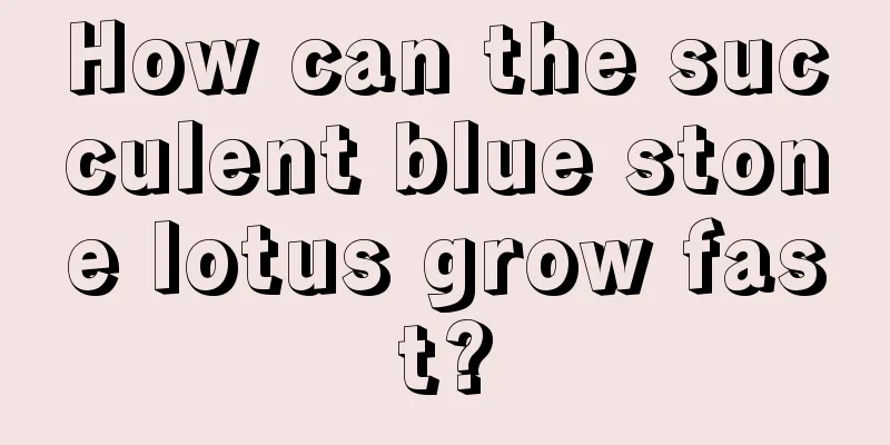 How can the succulent blue stone lotus grow fast?