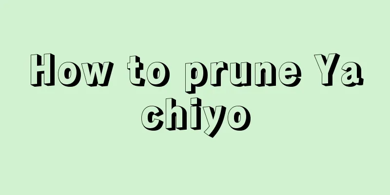 How to prune Yachiyo