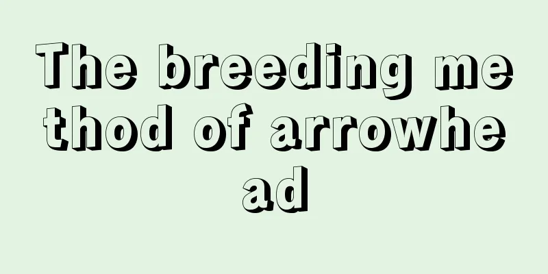 The breeding method of arrowhead