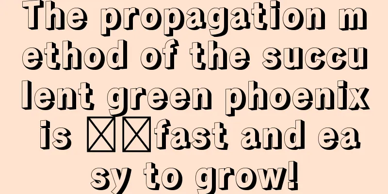 The propagation method of the succulent green phoenix is ​​fast and easy to grow!