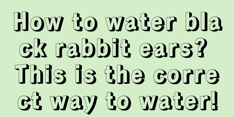 How to water black rabbit ears? This is the correct way to water!