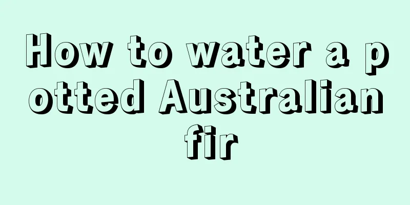 How to water a potted Australian fir