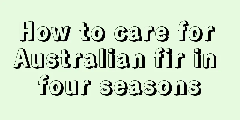 How to care for Australian fir in four seasons