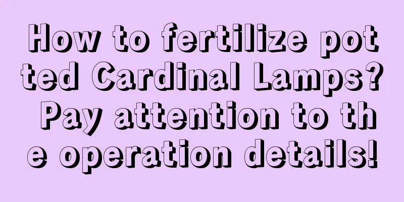 How to fertilize potted Cardinal Lamps? Pay attention to the operation details!