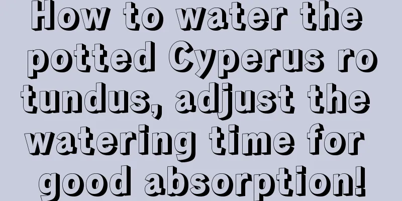 How to water the potted Cyperus rotundus, adjust the watering time for good absorption!