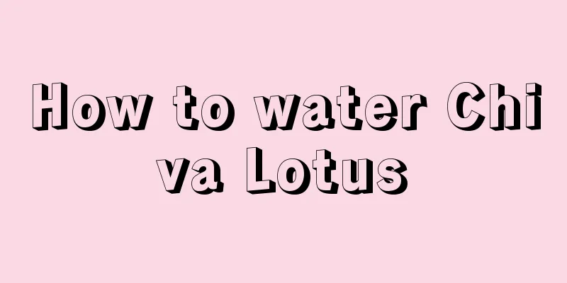 How to water Chiva Lotus